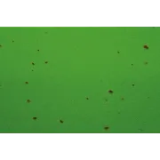 Ghidolina Cube Cork Tape - Verde