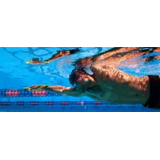 Finis Fulcrum Antebrat adulti